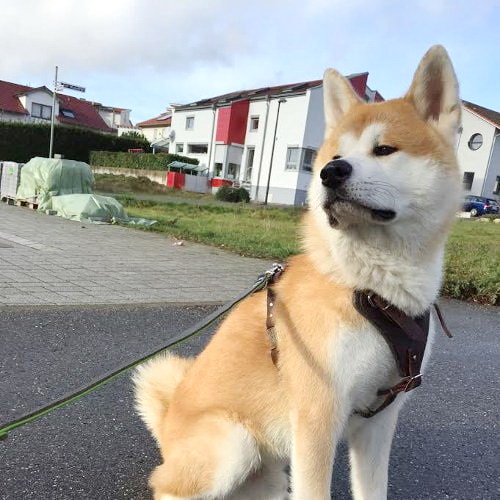 Коричневая шлея с ручкой для дрессировки акита-ину «Working Dog»